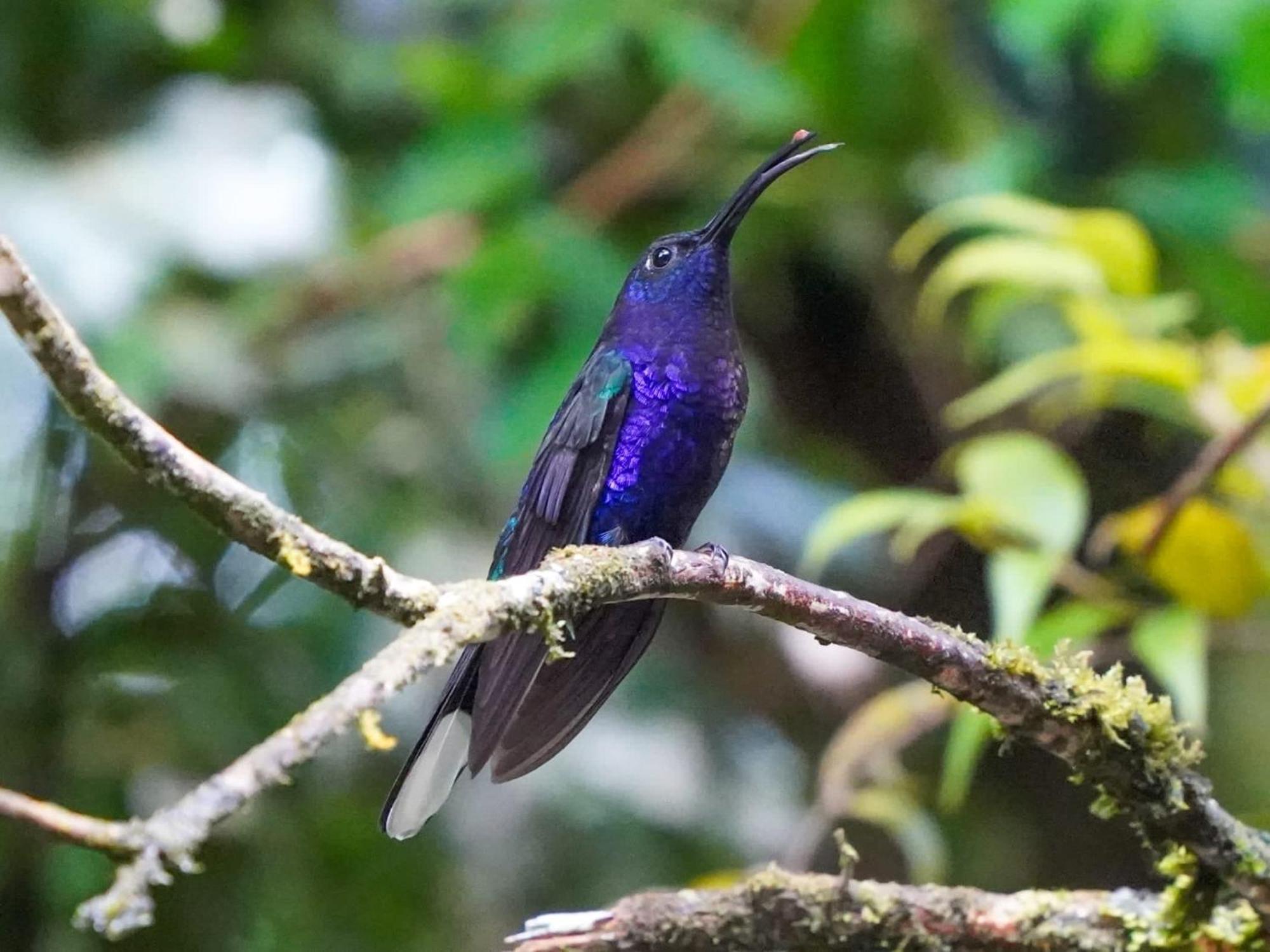 Campo Azul - Monteverde Extérieur photo