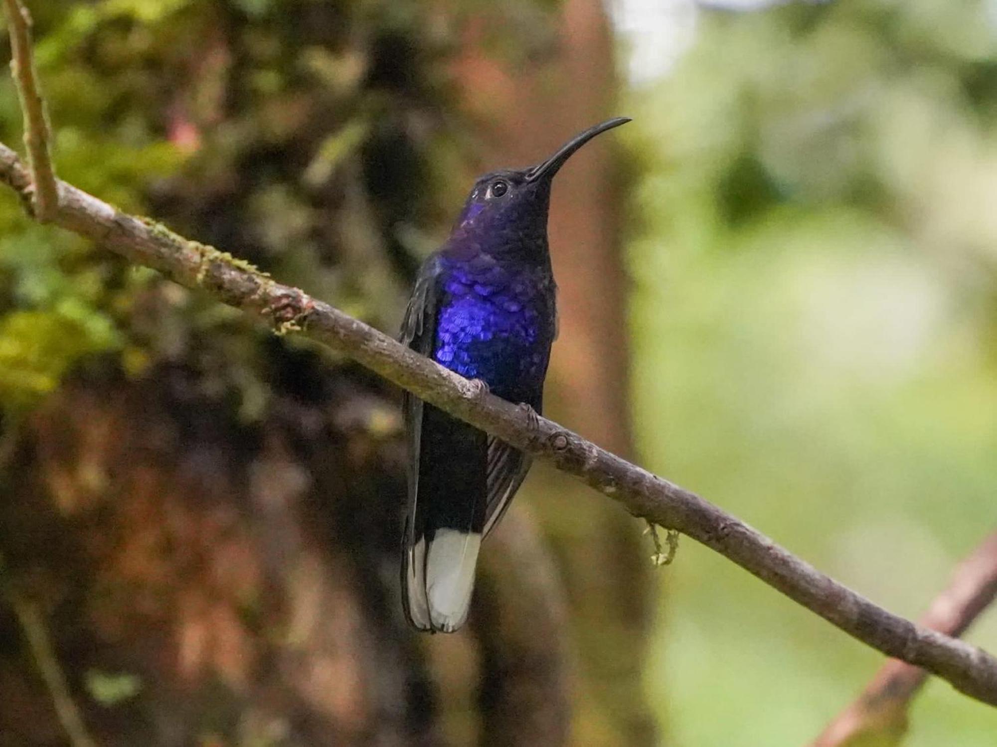 Campo Azul - Monteverde Extérieur photo
